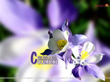 Colorado Columbine Wallpaper